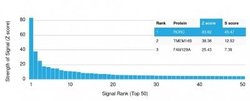 ROR gamma/RORC/NR1F3 Antibody (RORC/2942) - Azide and BSA Free, Novus Biologicals